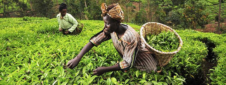Food Safety Capacity Building and Africa’s Food System Building the Foundation for Success