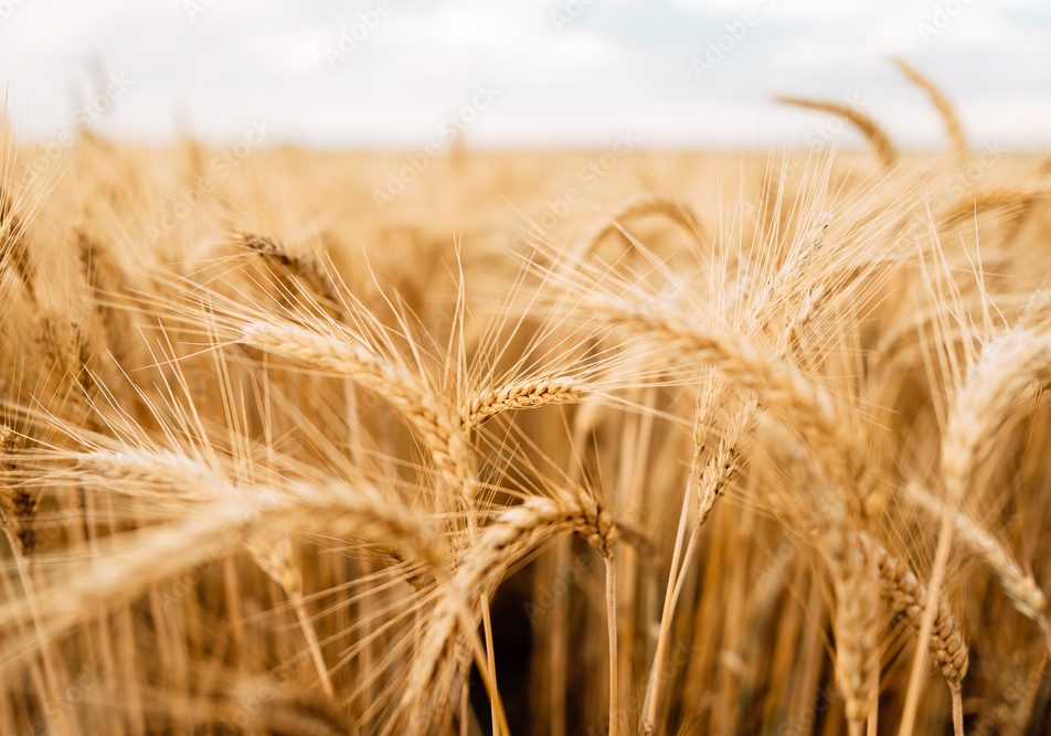 Canadian Grain Commission Achieves Technical Equivalence