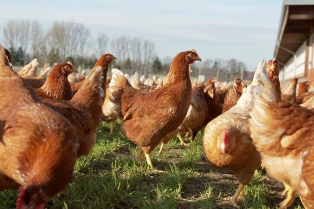 DNA-based Verification Presents a Scientifically Proven Assurance Perspective for Animal Welfare