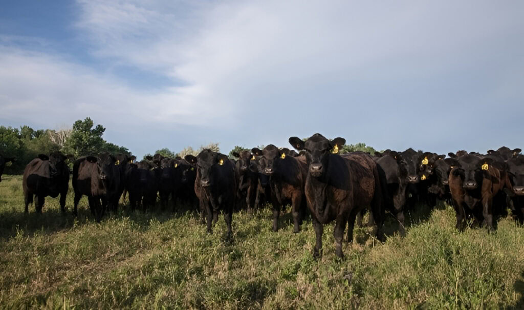 From Paper to Proof: Aberdeen Angus Beef Authenticity